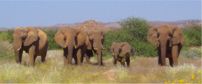 Damaraland Desert Elephants 202x84